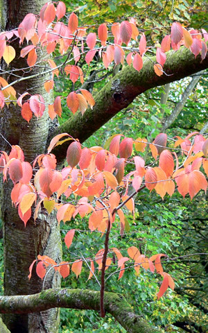 Autumn Leaves - Westonbirt