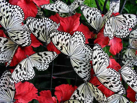 A group of butterflies