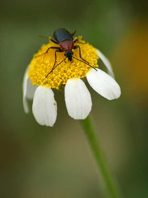Beetle on a daisy