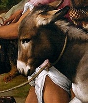 The Donkey - close-up
