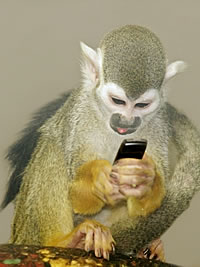 Monkey with mobile phone